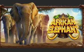 [프라그마틱] African Elephant